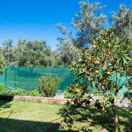 Elichrison * Lygia (Lefkada)